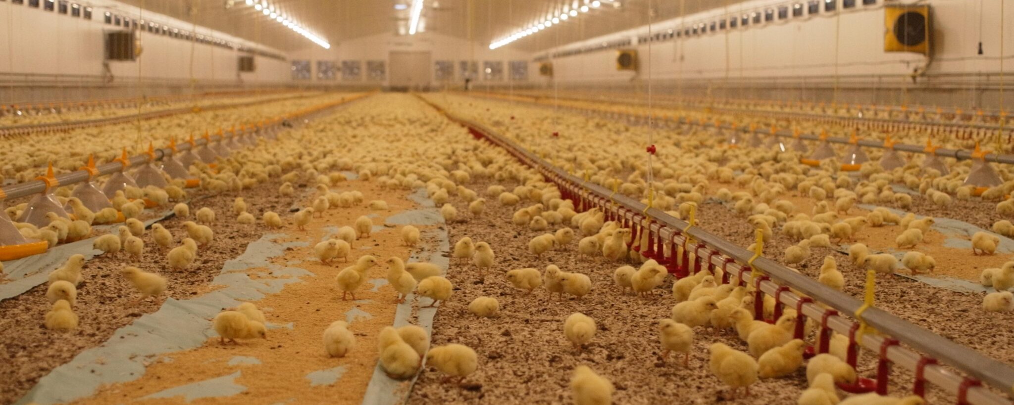 Broiler bedding Spanvall